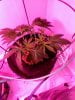 3669904_wedding-cake-orange-cookies-x-nicole-grow-journal-by-voidrealmz.jpg