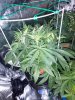 3742080_wedding-cake-orange-cookies-x-nicole-grow-journal-by-voidrealmz.jpg