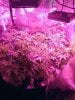 3768068_wedding-cake-orange-cookies-x-nicole-grow-journal-by-voidrealmz.jpg