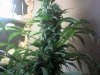 Gigabud Flowering Day 70 #3.jpg