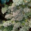 dragonsflamegenetics-16153343464202.jpg