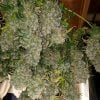 dragonsflamegenetics-16153343464200.jpg