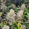 dragonsflamegenetics-16153344355606.jpg