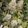 dragonsflamegenetics-16153344355607.jpg