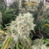 dragonsflamegenetics-16153344355605.jpg