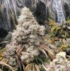 dragonsflamegenetics-1615334206513.jpg