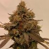 dragonsflamegenetics-dragonsflamegenetics-15974640918340.jpg