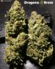 dragonsflamegenetics-1608266100564.jpg