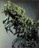 SENSI_SEEDS_-_Northern_Lights_5_x_Haze.jpg