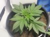 Kushberry week3010.jpg