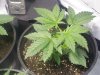 Kushberry week3012.jpg