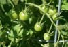 unripe tomatoes.jpg