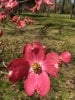 Pink Dogwood.jpg