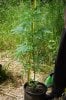 dopewear-albums-ghetto-veg-box-first-outdoor-grow-picture66993-dsc-3202.jpg