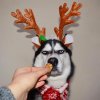 festive-pets1.jpg