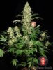 ak-47-whole-plant---choice-2-pic.jpg