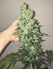 Grow 6 89NL #1 Harvest Day 62 Main Cola.JPEG