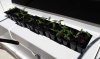 seedlings-week2.jpg