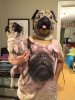 pugception.jpg