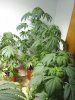 Day 68 - All Plants 3.jpg