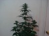 24 days of flowering 025.jpg