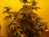 24 days of flowering 027.jpg