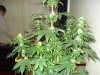 25 days of flowering 008.jpg