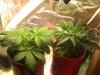 my plants 015.jpg