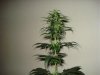 day 26 of flowering 002.jpg