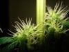 25 days of flowering 010.jpg