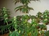 day 27 flowering 006.jpg