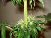 day 28 of flowering 003.jpg