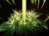 day 28 of flowering 004.jpg