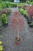 JapaneseRedMaples003.jpg