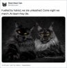 black-metal-cats7.jpg