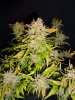 2630498_gorilla-zkittlez-auto-grow-journal-by-smoking-hills9barneys-farmgorilla-zkittlez-auto.jpeg