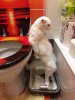 cats-standing-pooping1.jpg