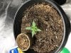 2 weekoldplant.jpg