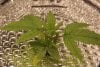 Grow May 18 R IMG_6201.JPG