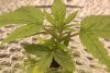 Grow May 19 L IMG_6213.JPG