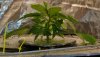 Grow May 25 L1120188.JPG