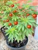 tomato weed harvest.jpg