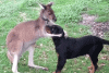 unusual-animal-friendships-cute-gifs-12__605.gif