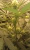 8 - Strawberry Banana Kush growing bud structure 2.jpg