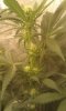 9 - Strawberry Banana Kush growing bud structure 3.jpg