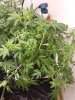 blue cookie lst.jpg