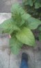 Cuban-Havana Cigar Plant 2.jpg