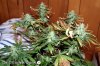 Day 75 WW Harvest.jpg