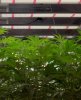 medic-grow-led-grow-light.jpg