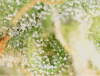 trichs 1.png